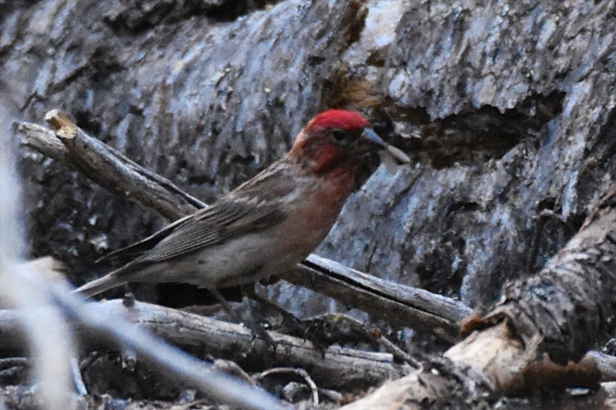 Cassin's Finch - ML62485061