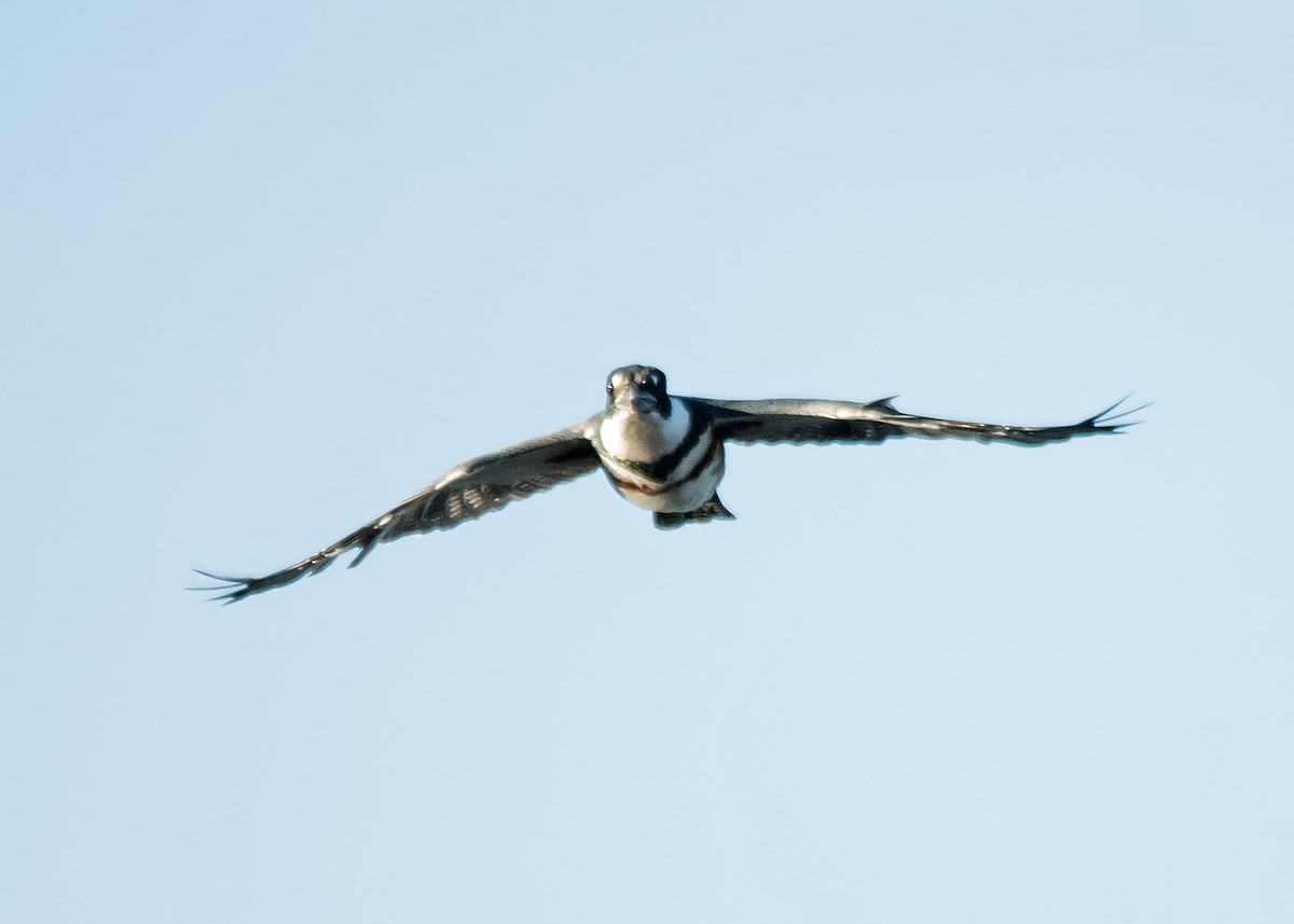 Belted Kingfisher - ML624850657