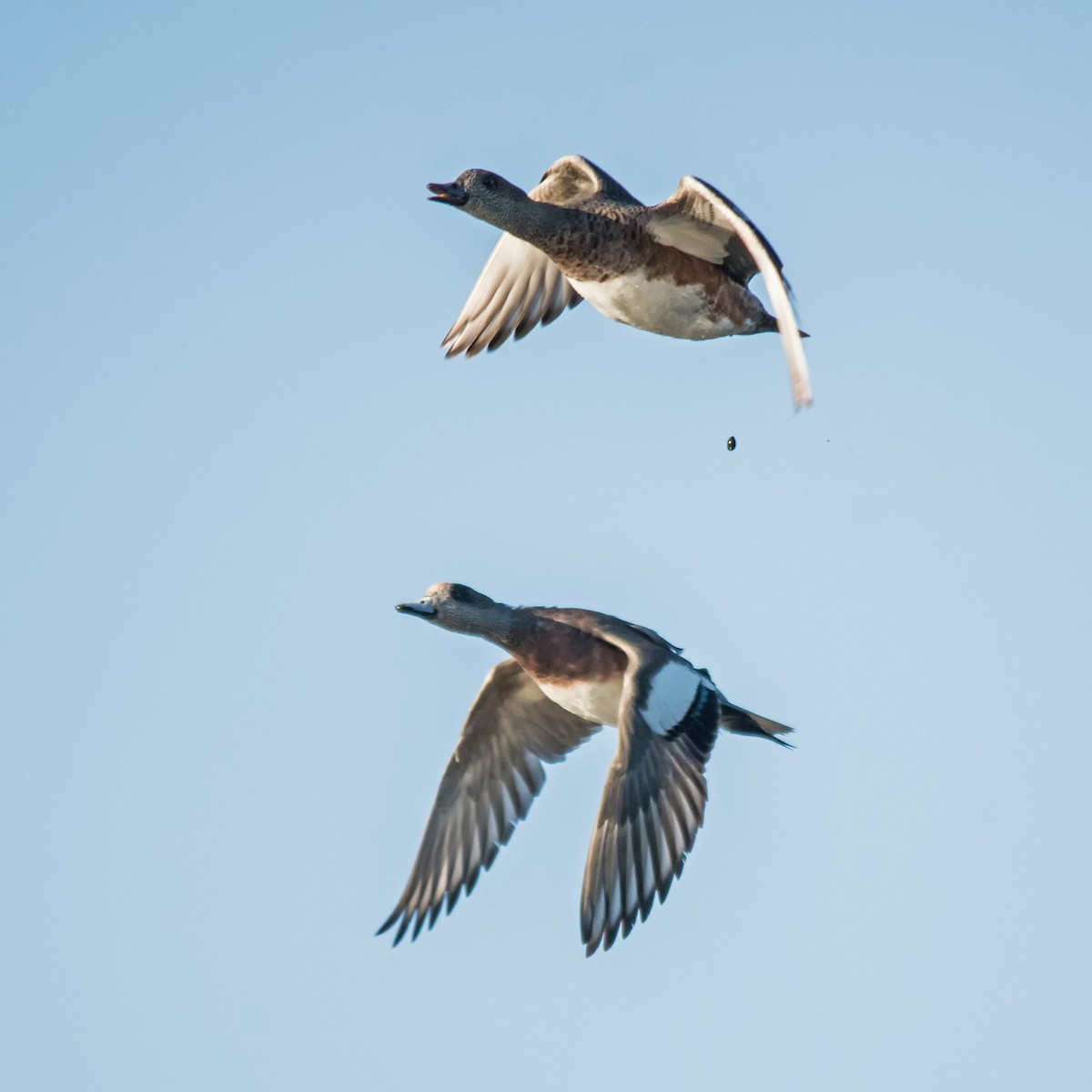 American Wigeon - ML624850670