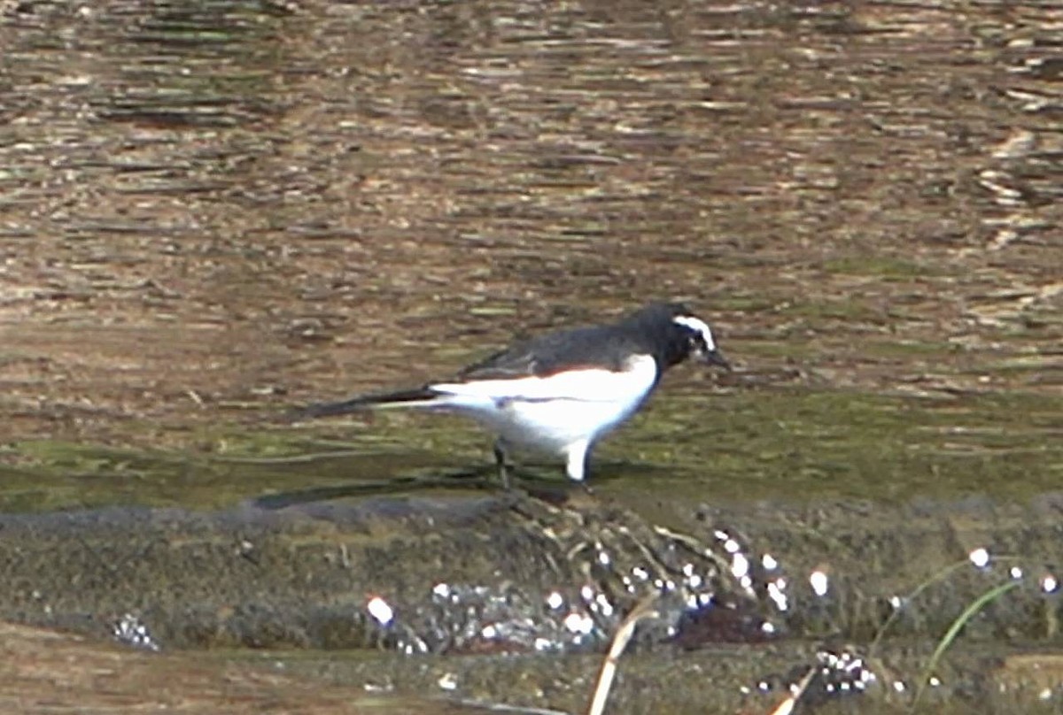 Japanese Wagtail - ML624851078