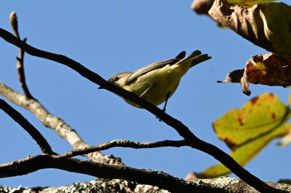 Vireo de Filadelfia - ML624851171