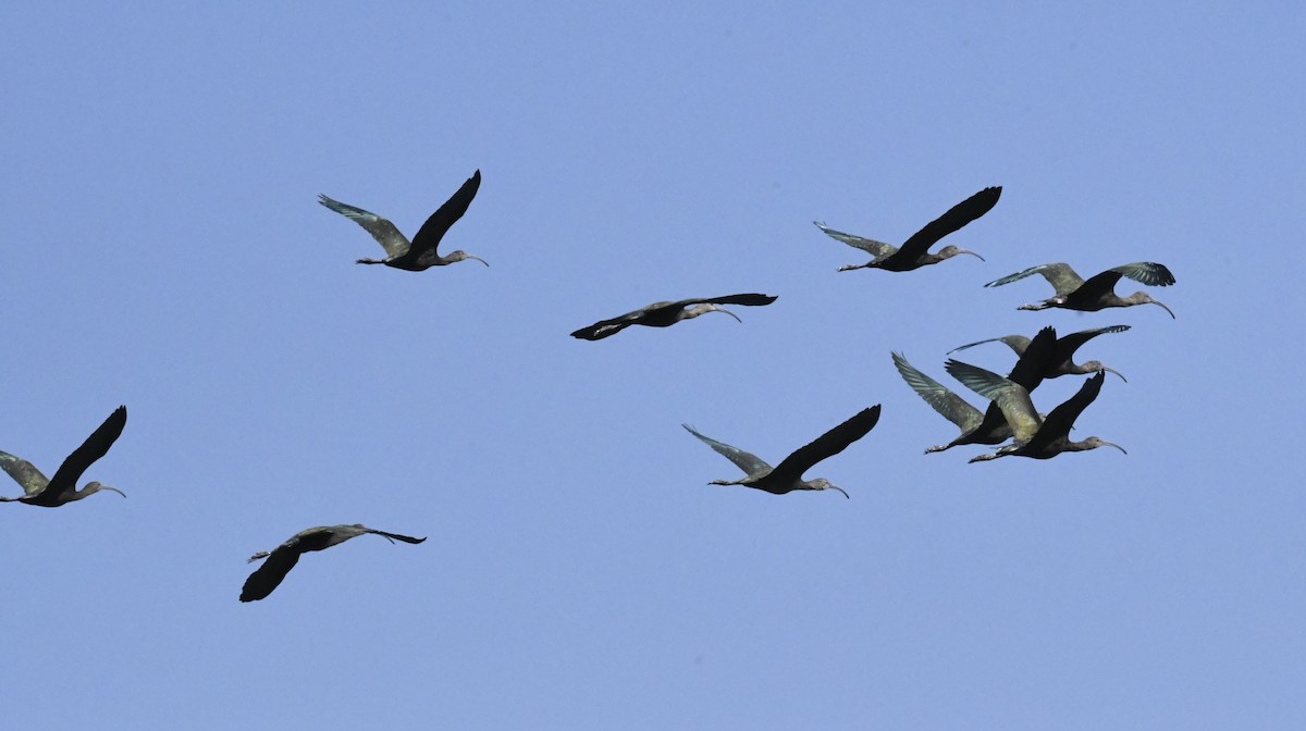White-faced Ibis - ML624851254