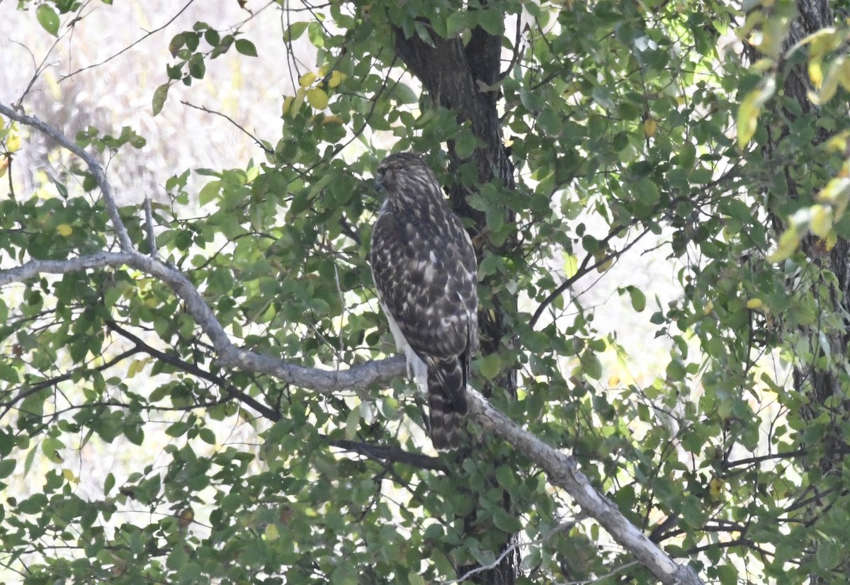 Red-shouldered Hawk - ML624851298