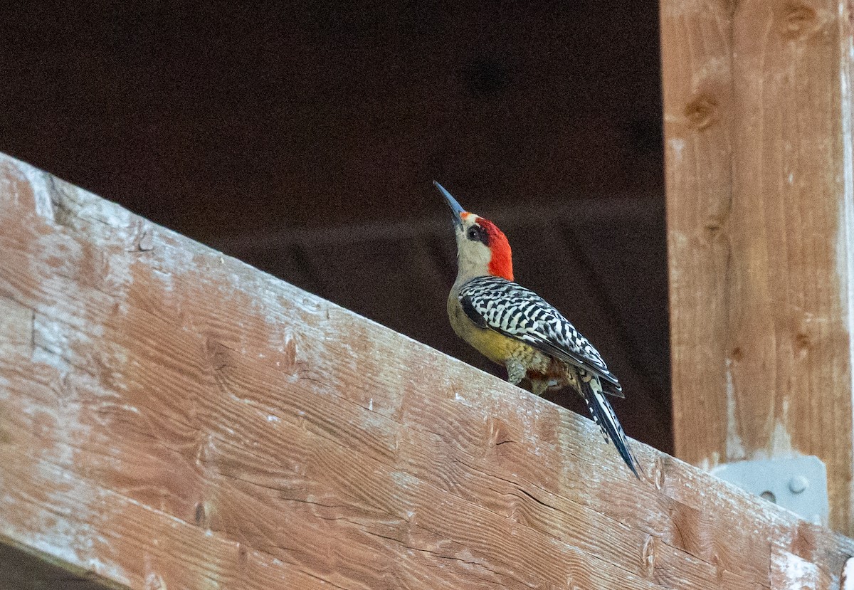 West Indian Woodpecker - ML624851302