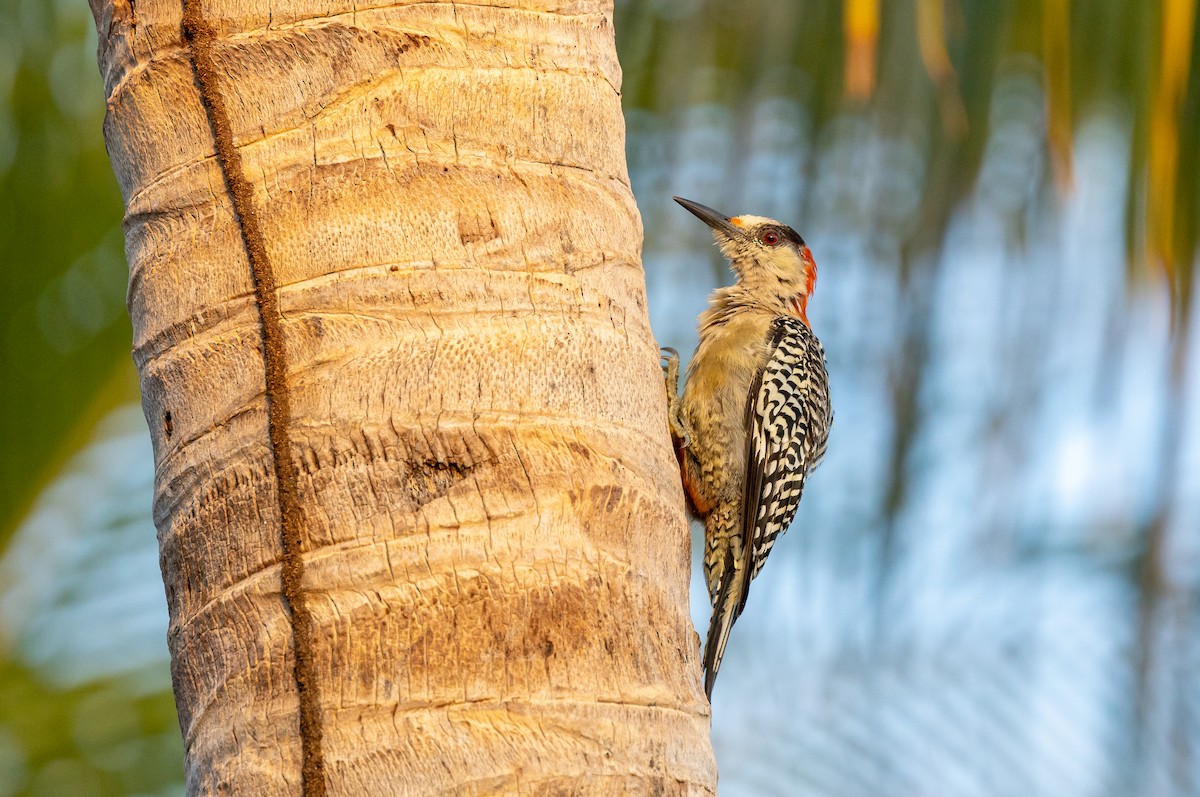 West Indian Woodpecker - ML624851305