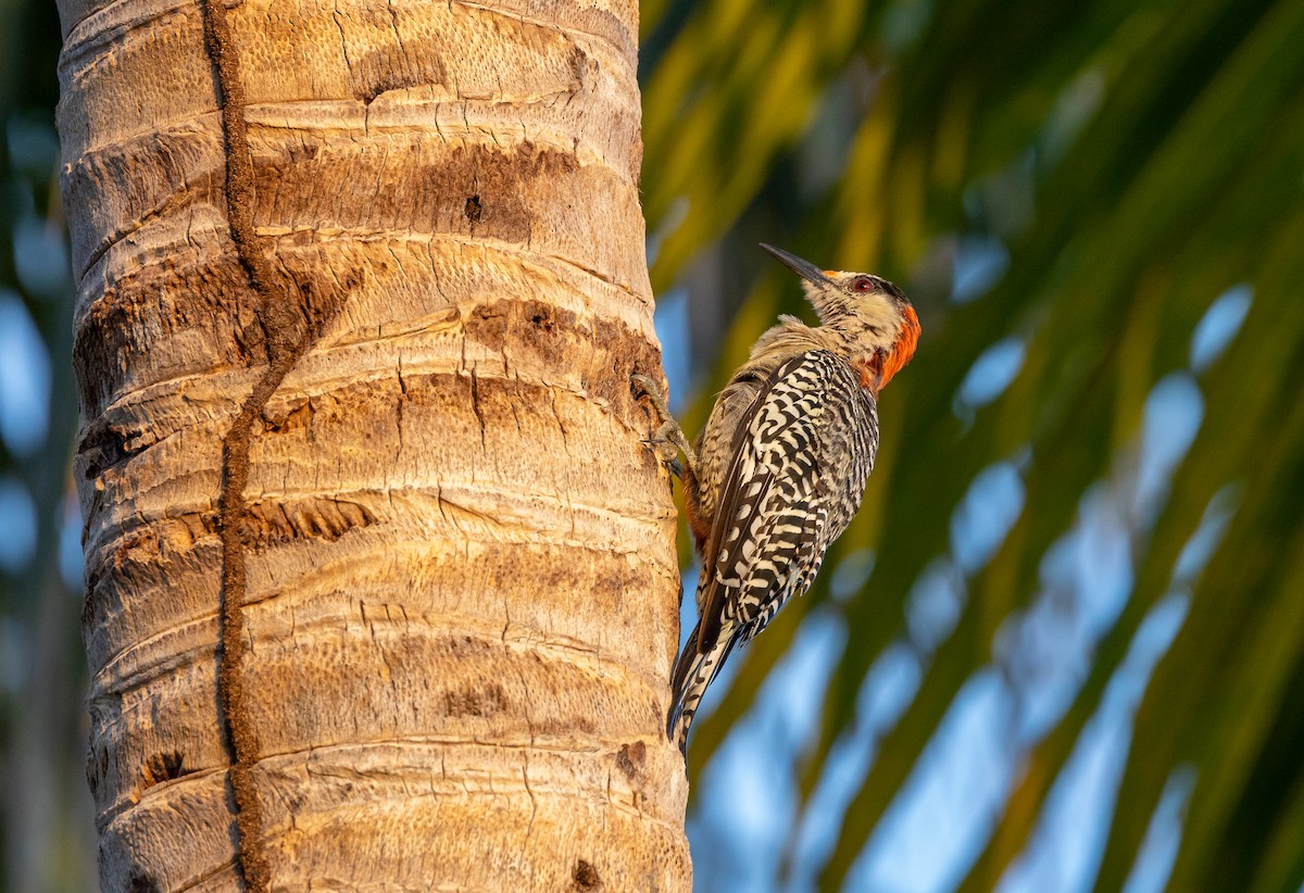 West Indian Woodpecker - ML624851306