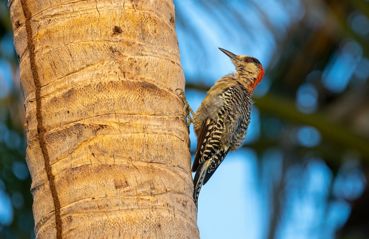 West Indian Woodpecker - ML624851307