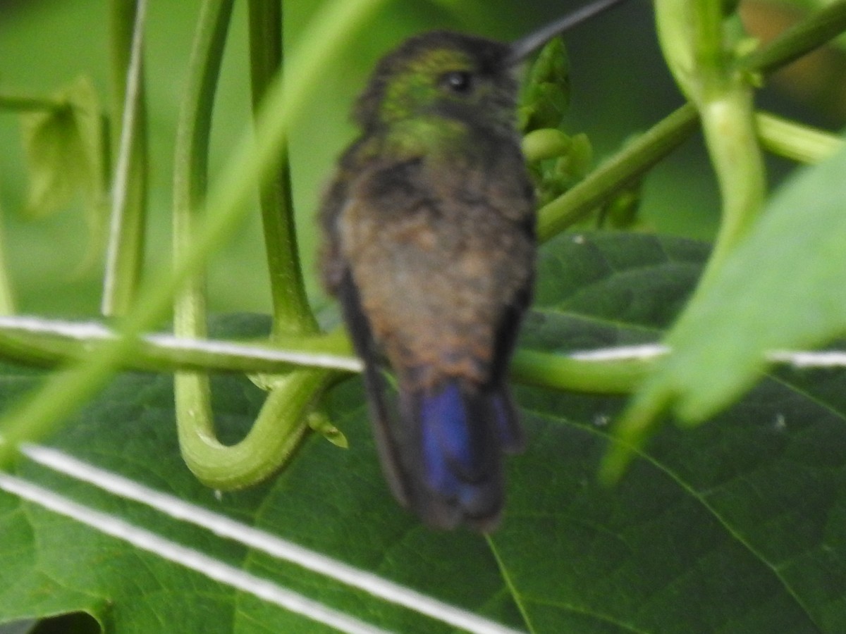 Green-bellied Hummingbird - ML624851310