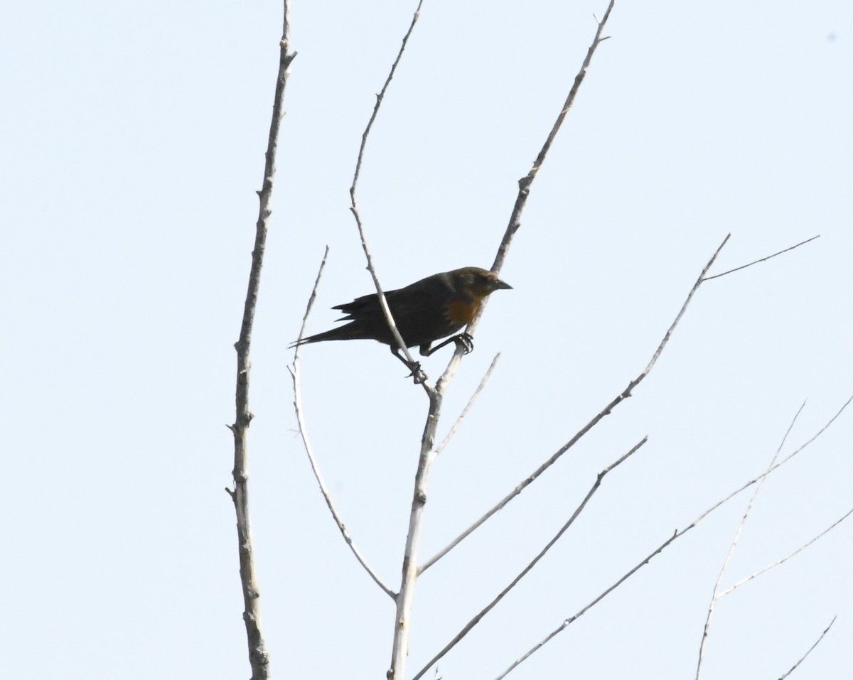 שחרורית צהובת-ראש - ML624851312