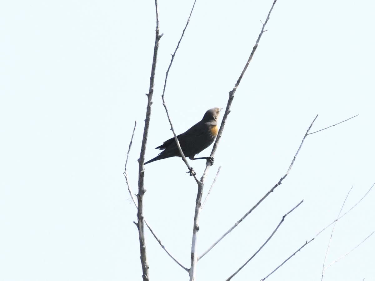 שחרורית צהובת-ראש - ML624851322