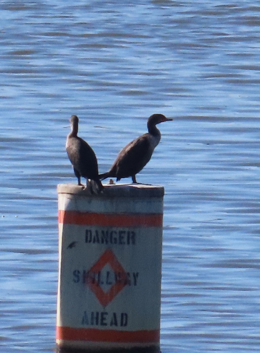 Double-crested Cormorant - ML624851429