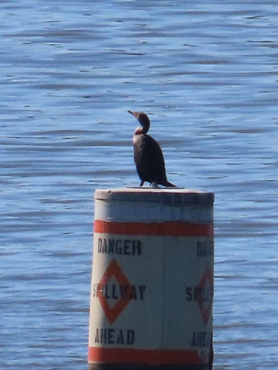Double-crested Cormorant - ML624851430