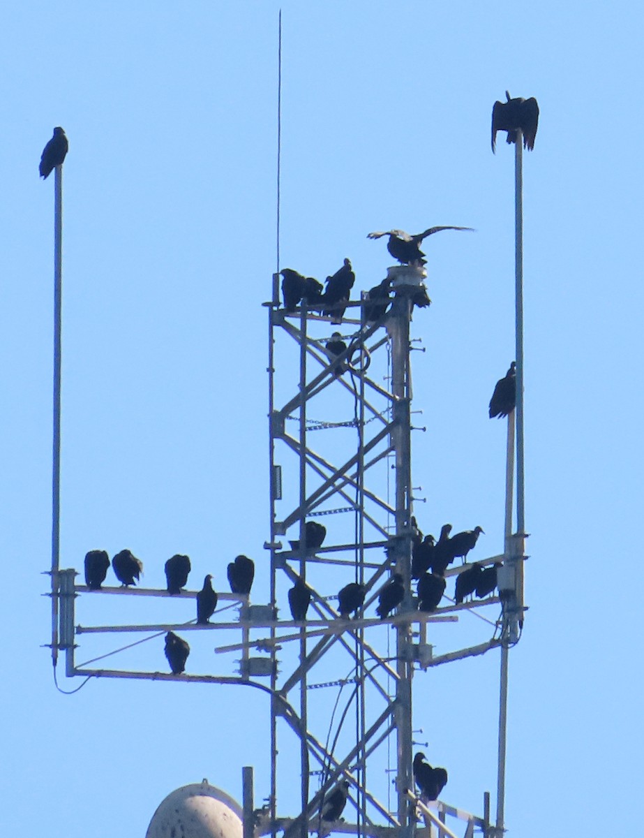 Black Vulture - ML624851483