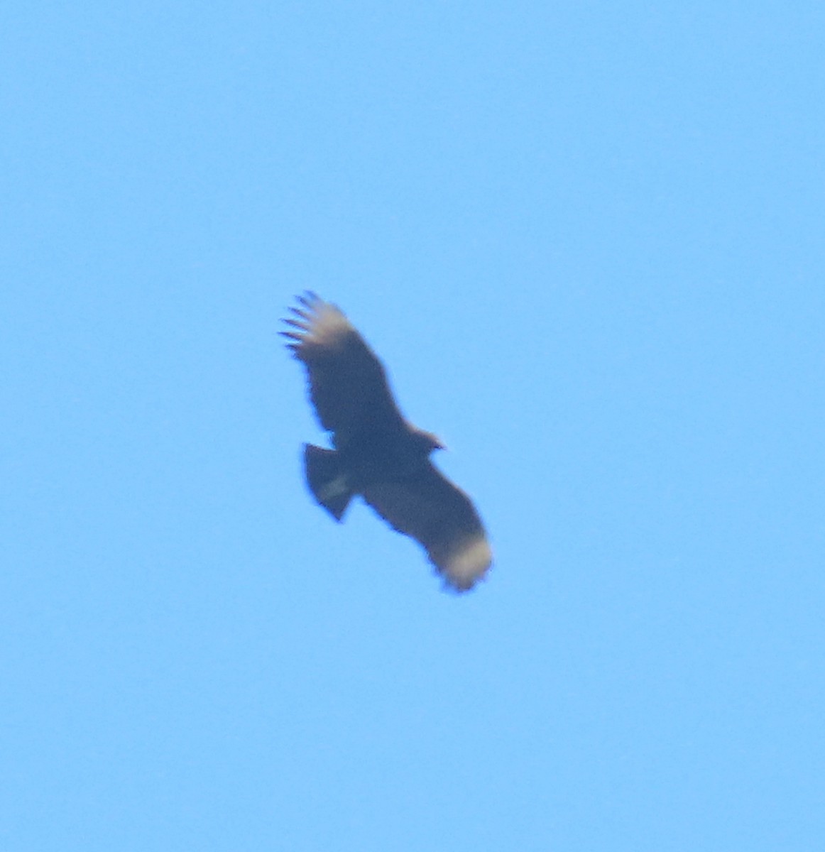 Black Vulture - ML624851484