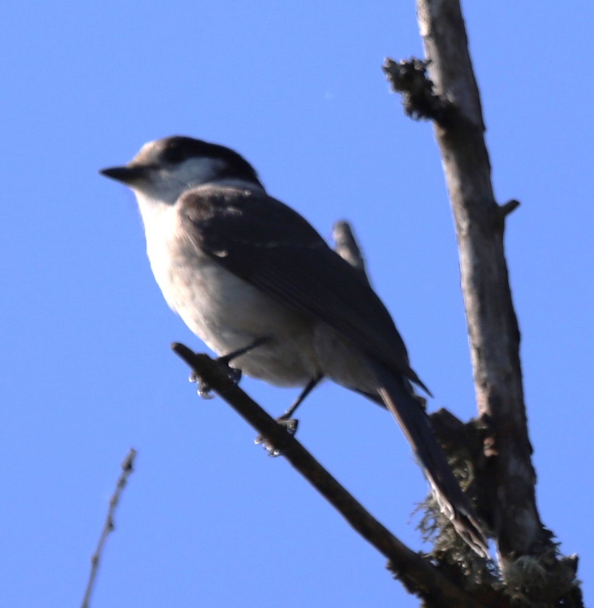 Canada Jay - ML624851507