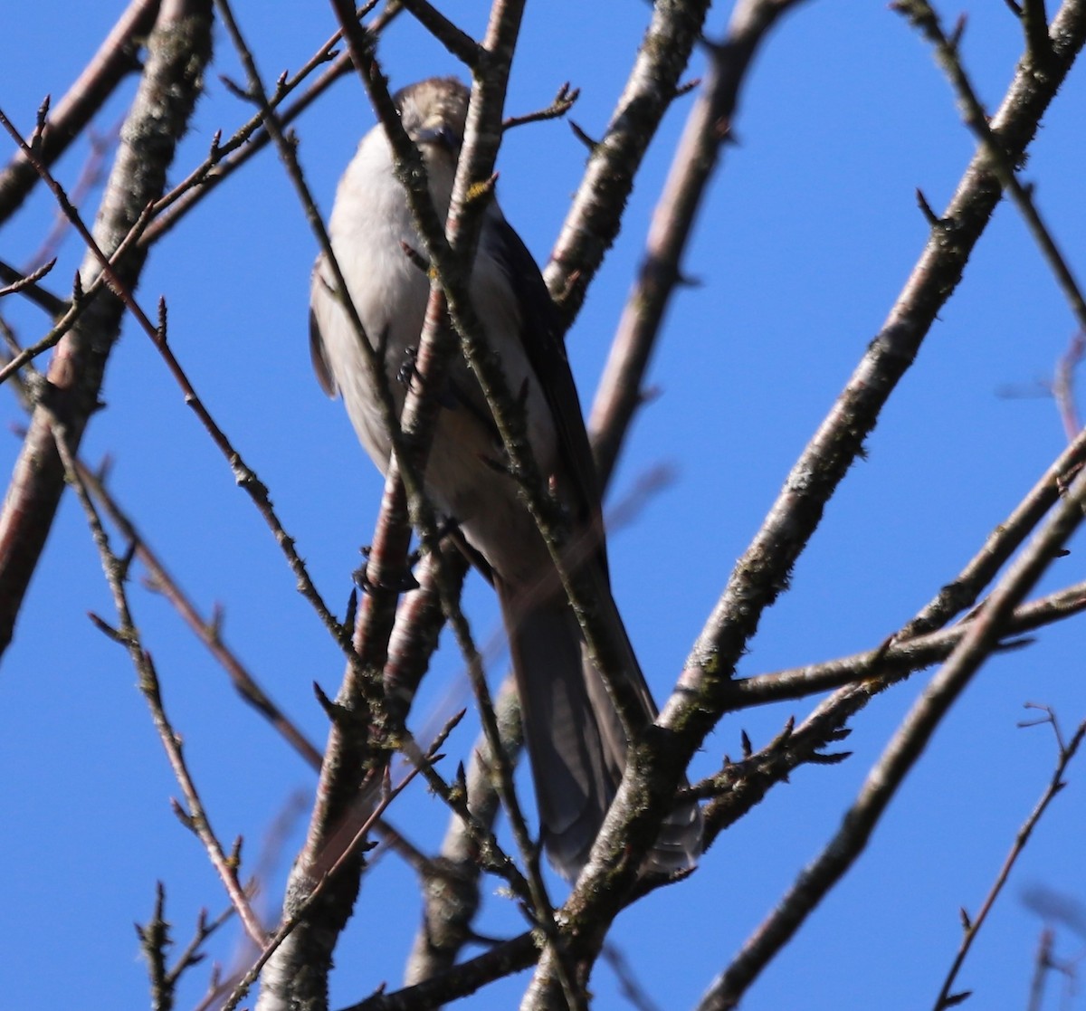 Canada Jay - ML624851508