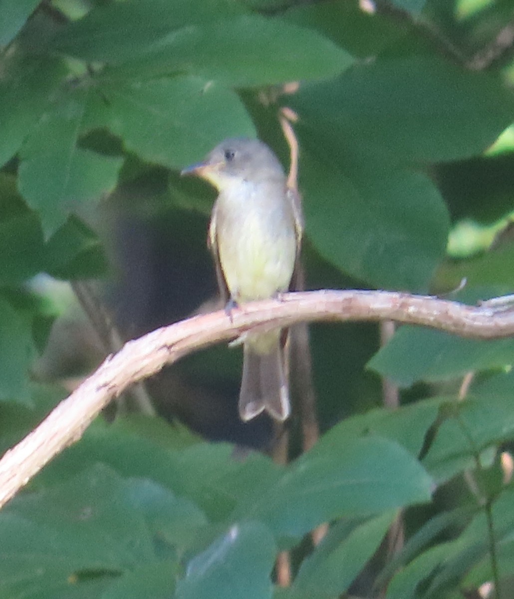 Eastern Phoebe - ML624851561