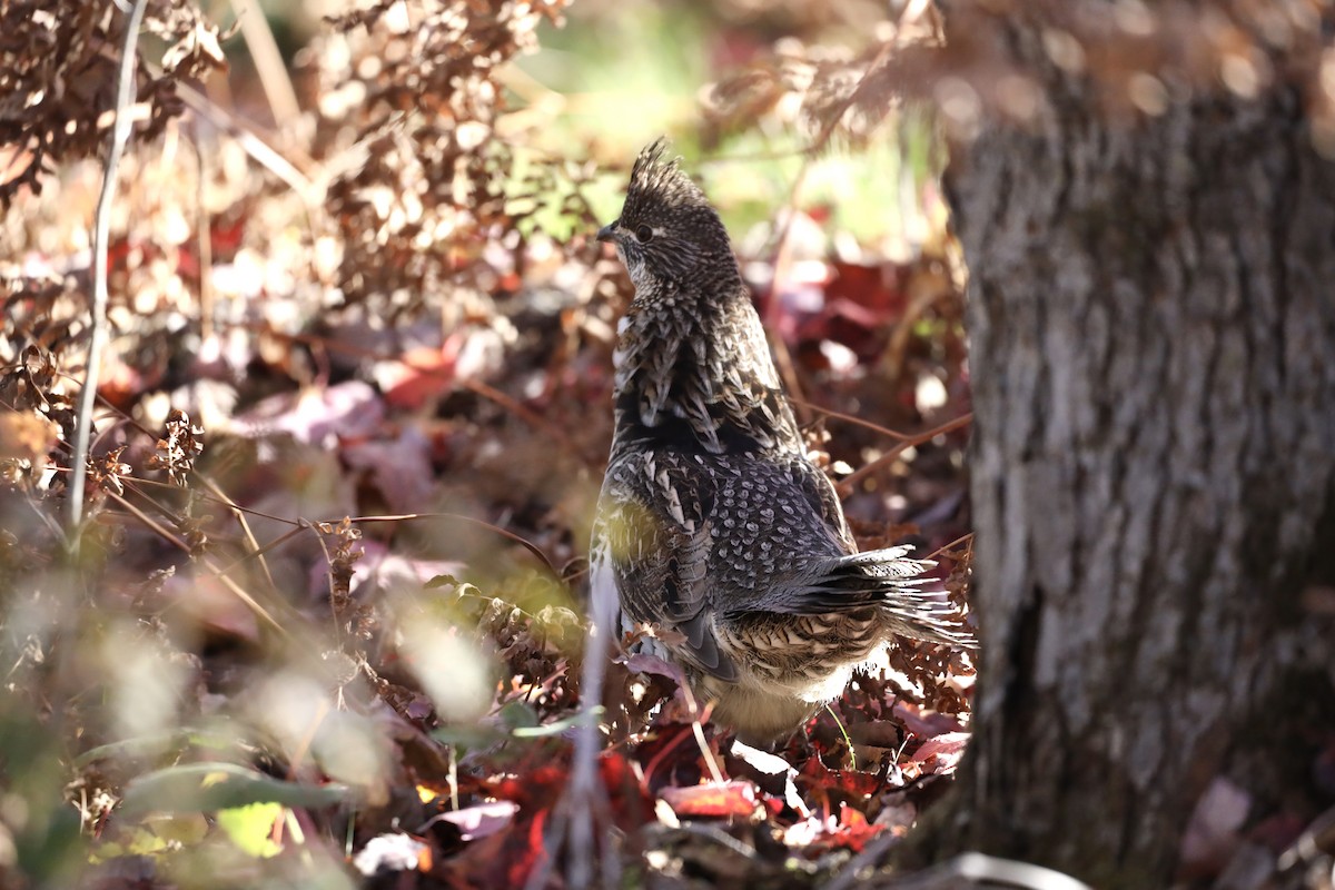 Ruffed Grouse - ML624851822