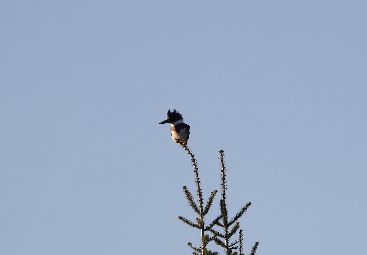 Belted Kingfisher - ML624851827