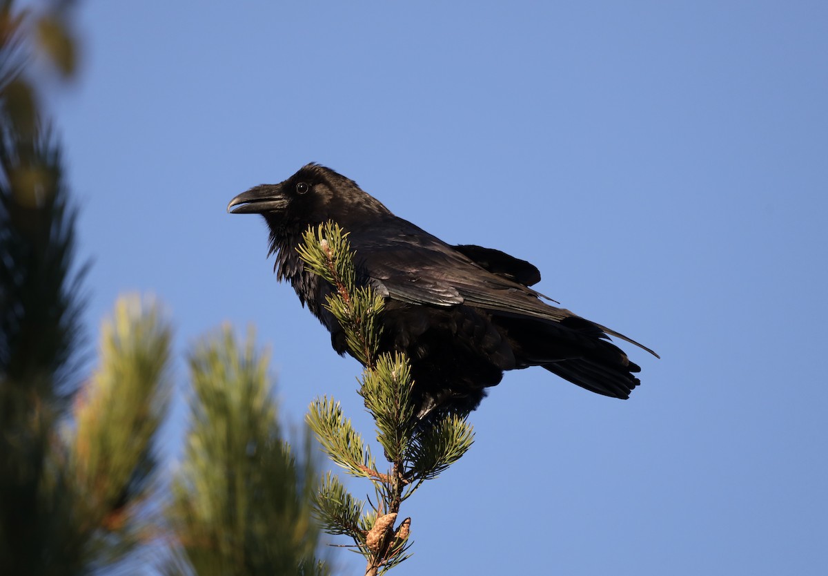 Common Raven - ML624851832