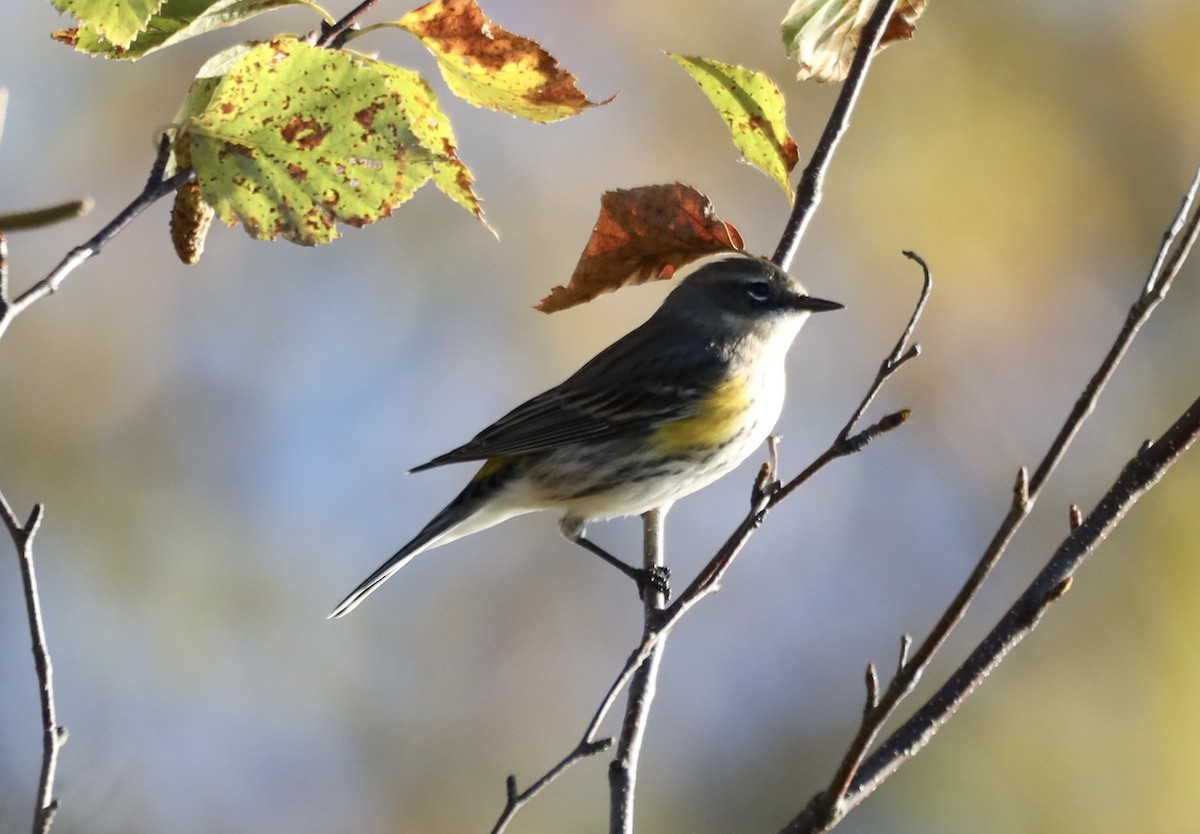 Yellow-rumped Warbler - ML624851835