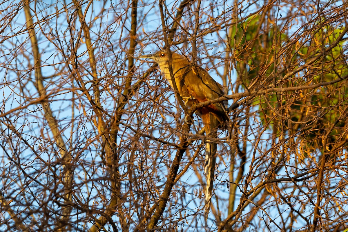 Great Lizard-Cuckoo (Cuban) - ML624851895