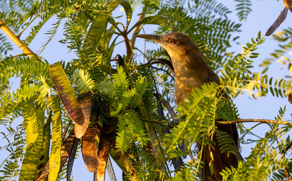 Great Lizard-Cuckoo (Cuban) - ML624851899