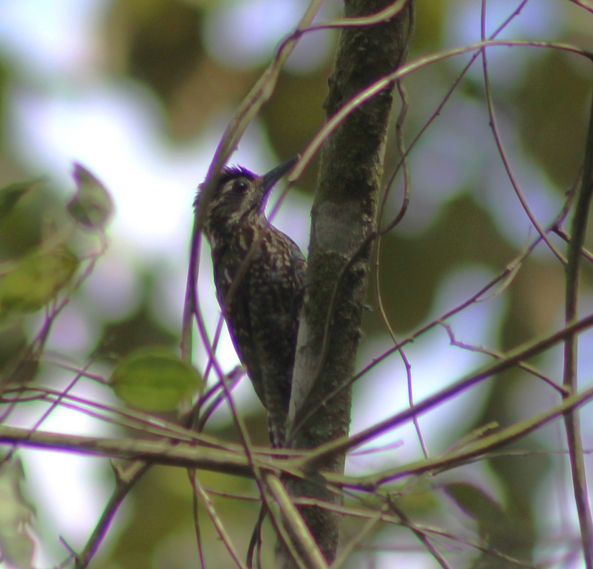 White-spotted Woodpecker - ML624851911