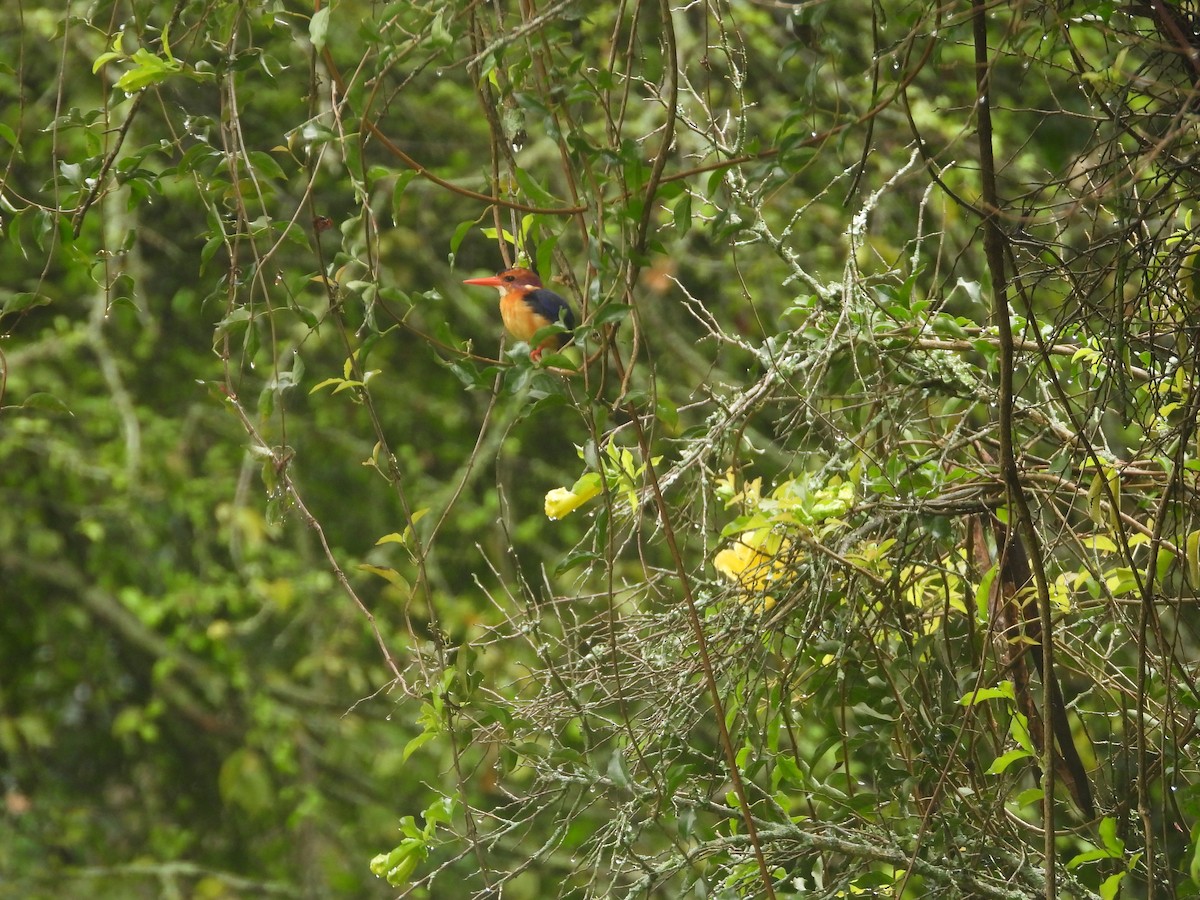 African Pygmy Kingfisher - ML624851941