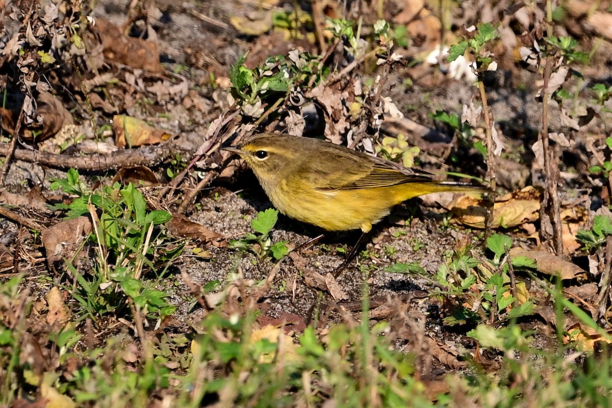 Palm Warbler - ML624852079