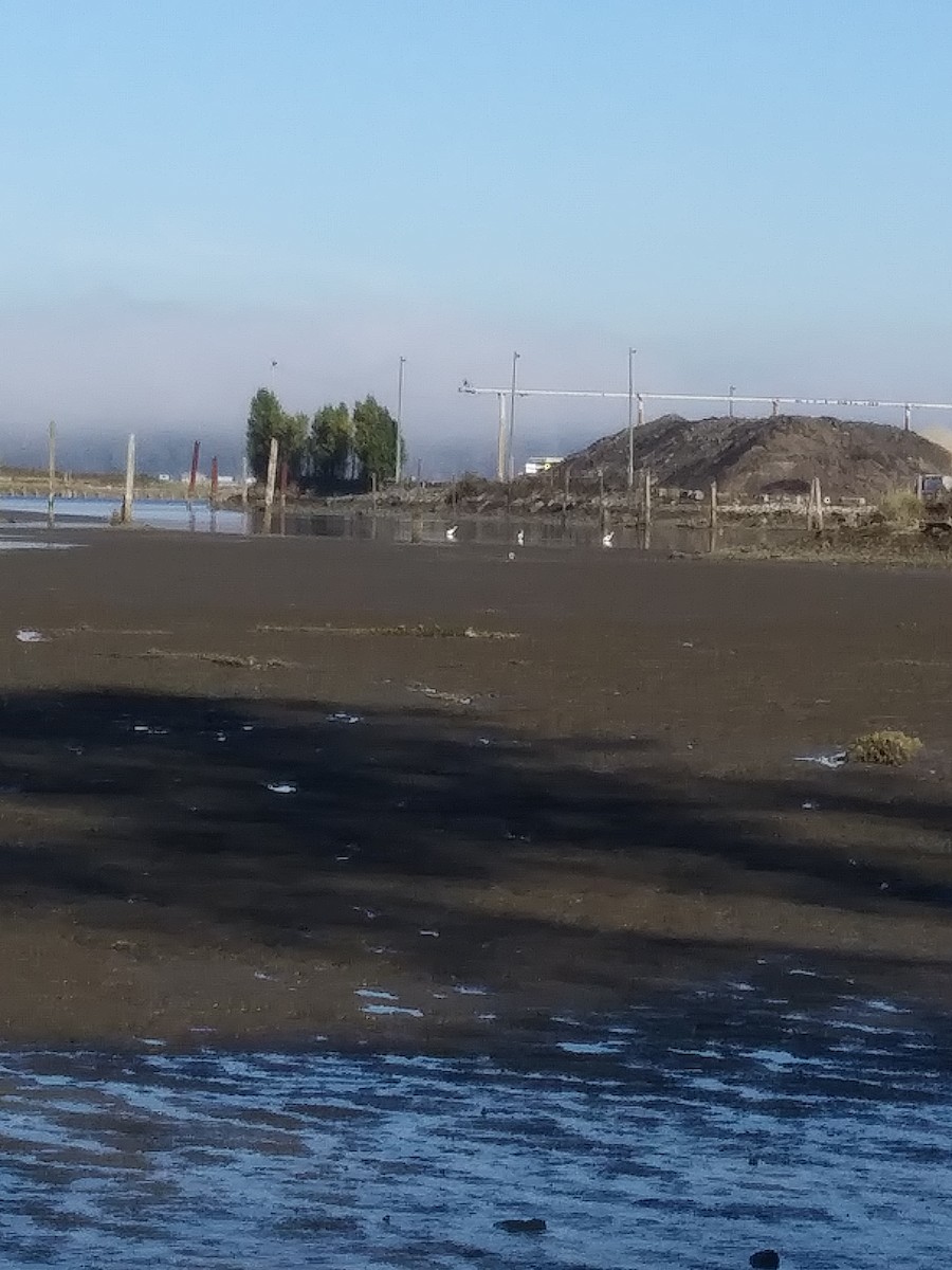 Great Egret - ML624852101