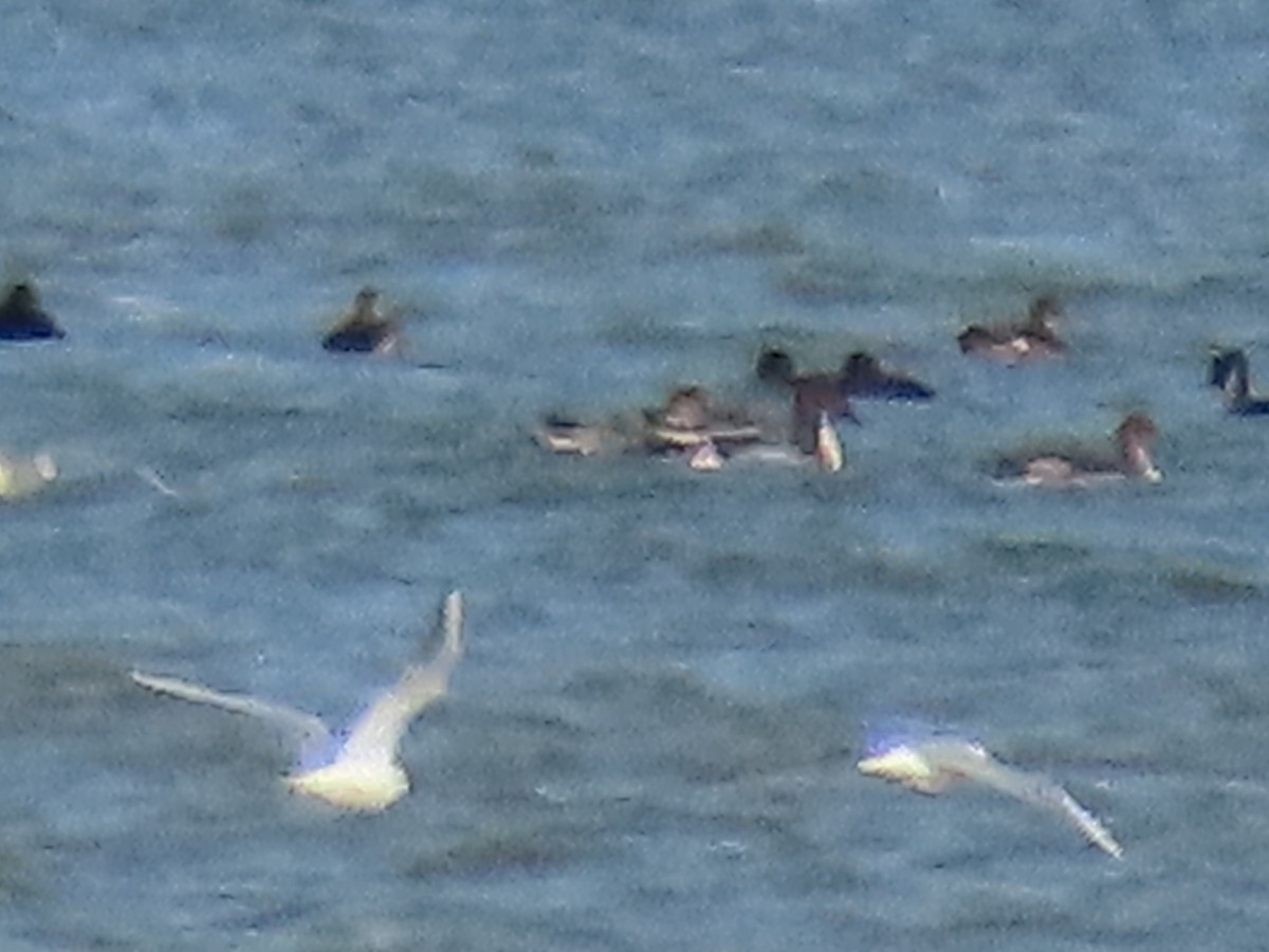 Northern Pintail - ML624852218