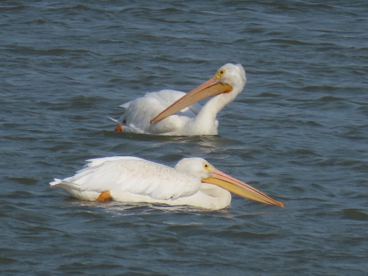 American White Pelican - ML624852253