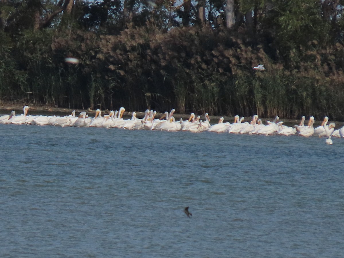 American White Pelican - ML624852255