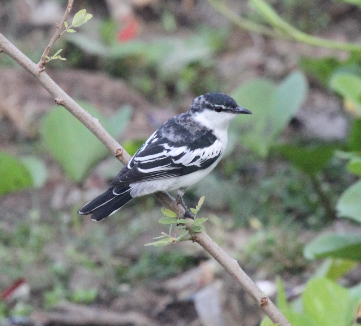 White-shouldered Triller - Colin Trainor