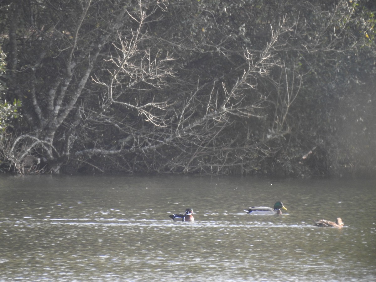Wood Duck - ML624852665