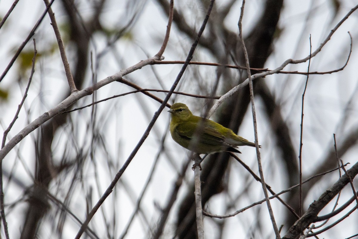 Tennessee Warbler - ML624852966
