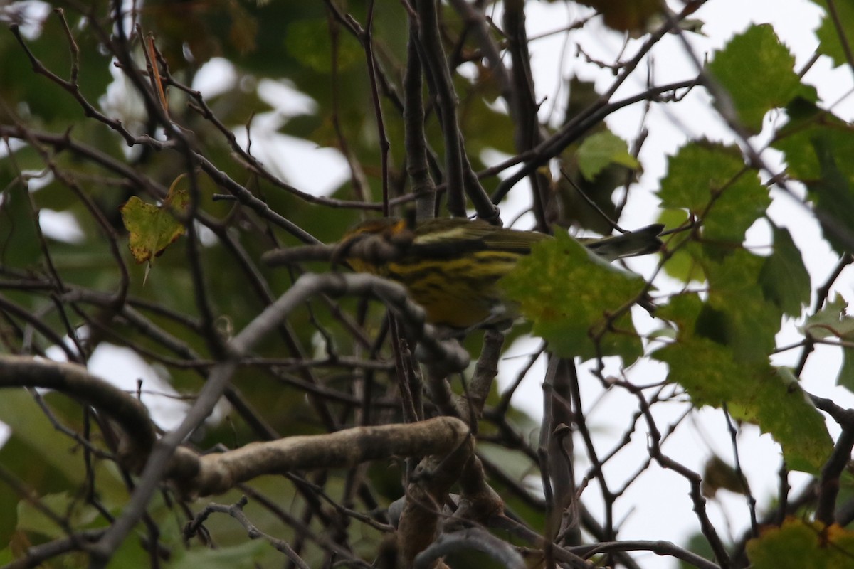 Cape May Warbler - ML624852985