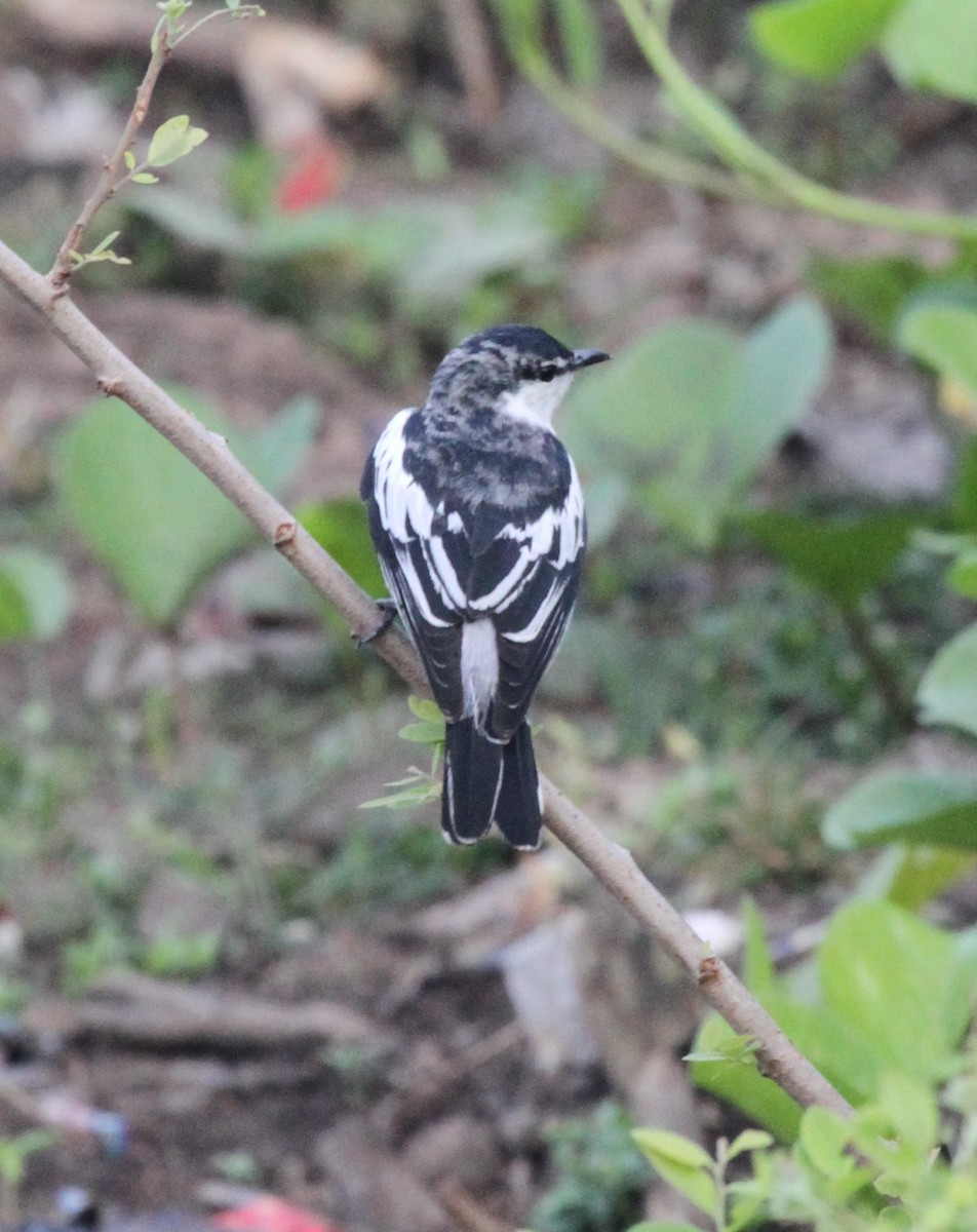 White-shouldered Triller - ML62485301