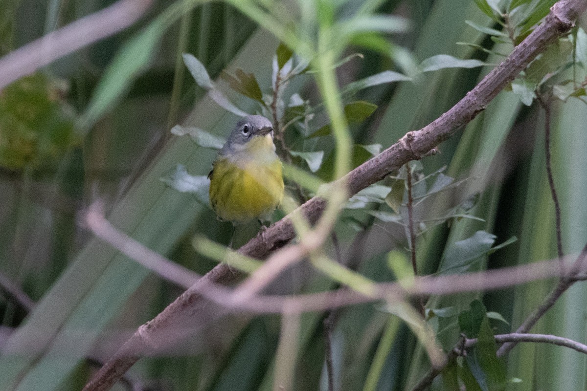 Magnolia Warbler - ML624853011