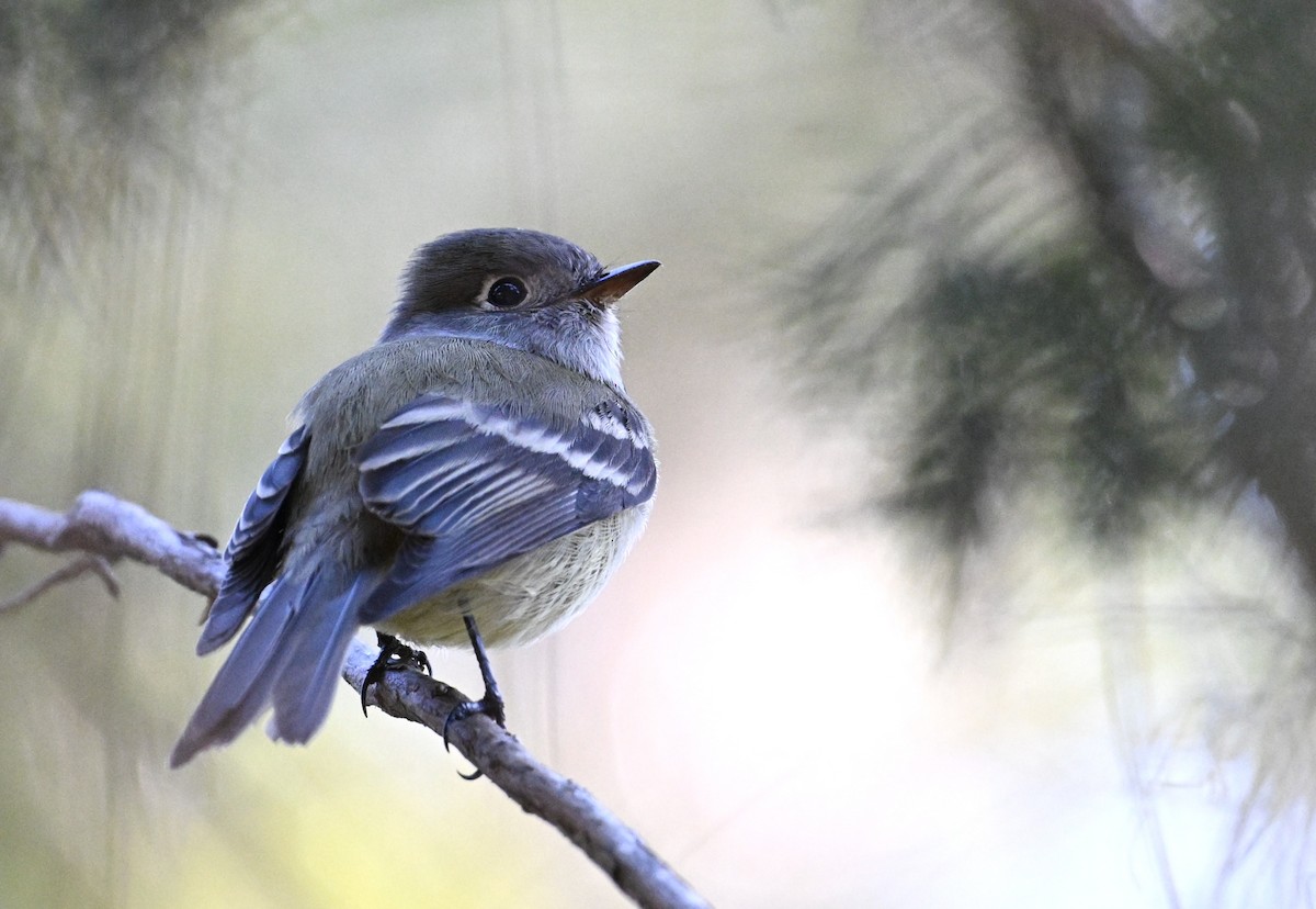 Hammond's Flycatcher - Patrick Maurice