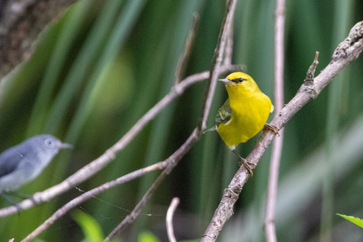 Blue-winged Warbler - ML624853047