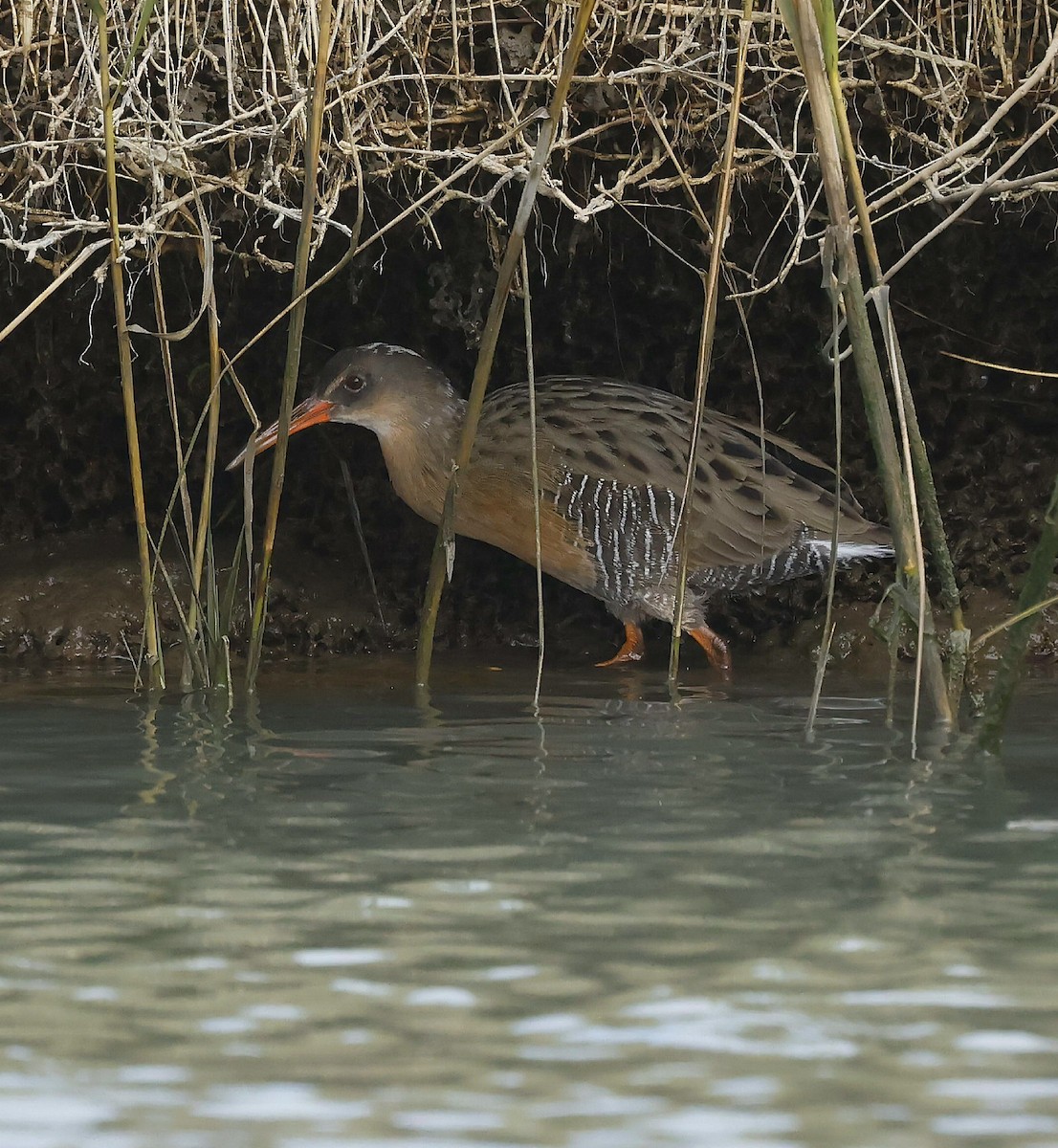 Ridgway's Rail - ML624853277