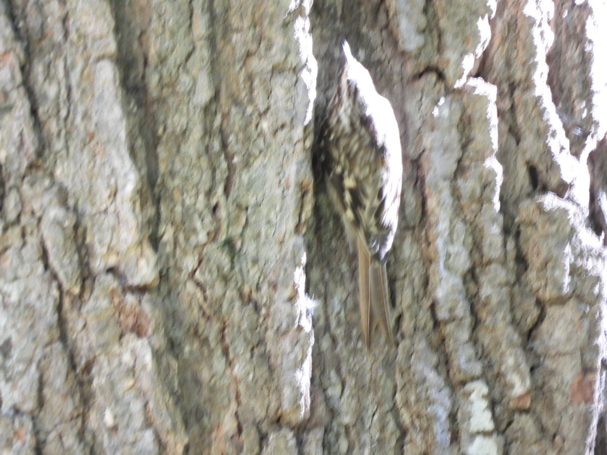 Brown Creeper - ML624853303