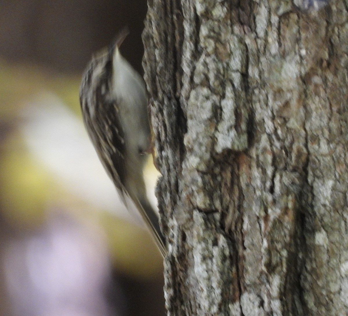 Brown Creeper - ML624853304