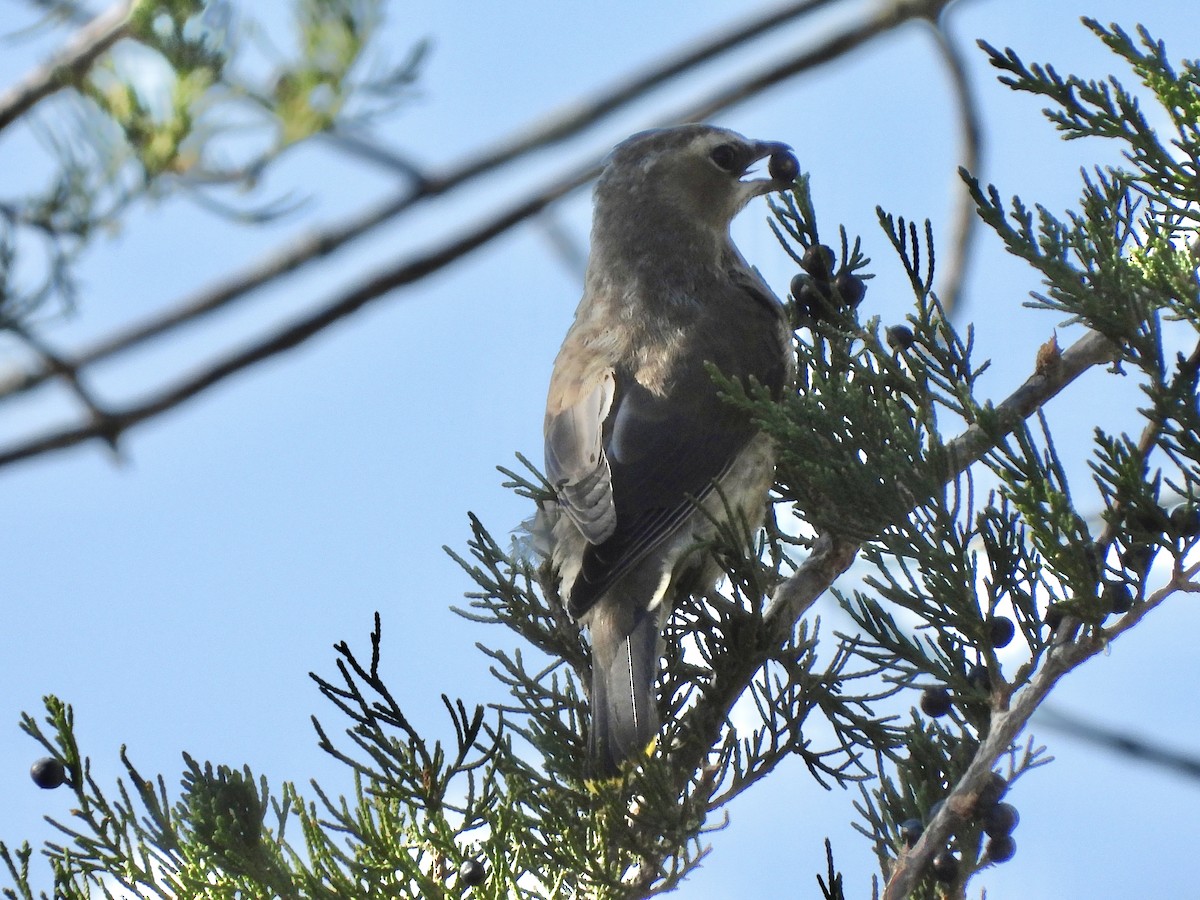 Cedar Waxwing - ML624853345