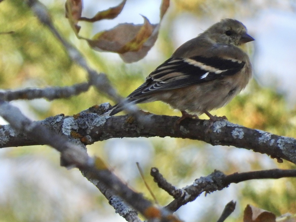 American Goldfinch - ML624853359