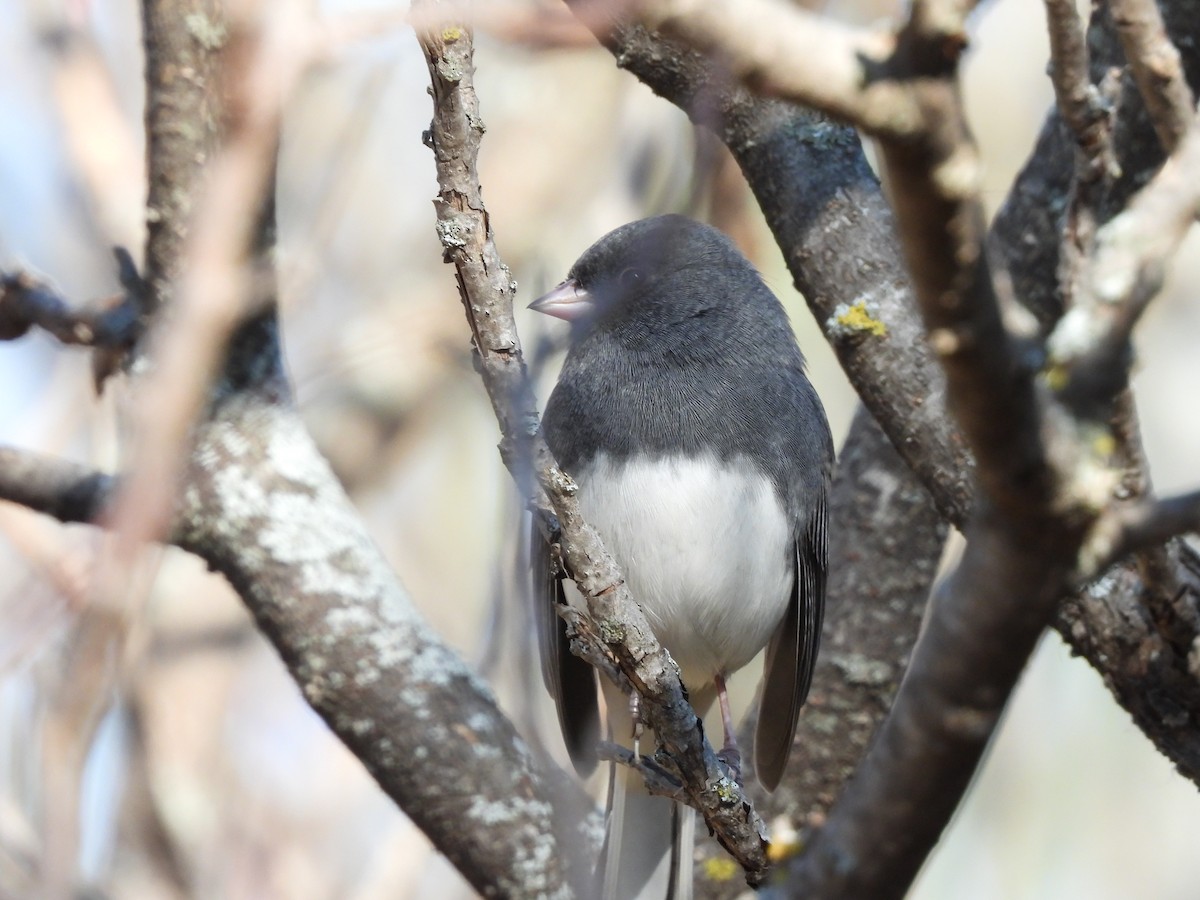 Dark-eyed Junco - ML624853373