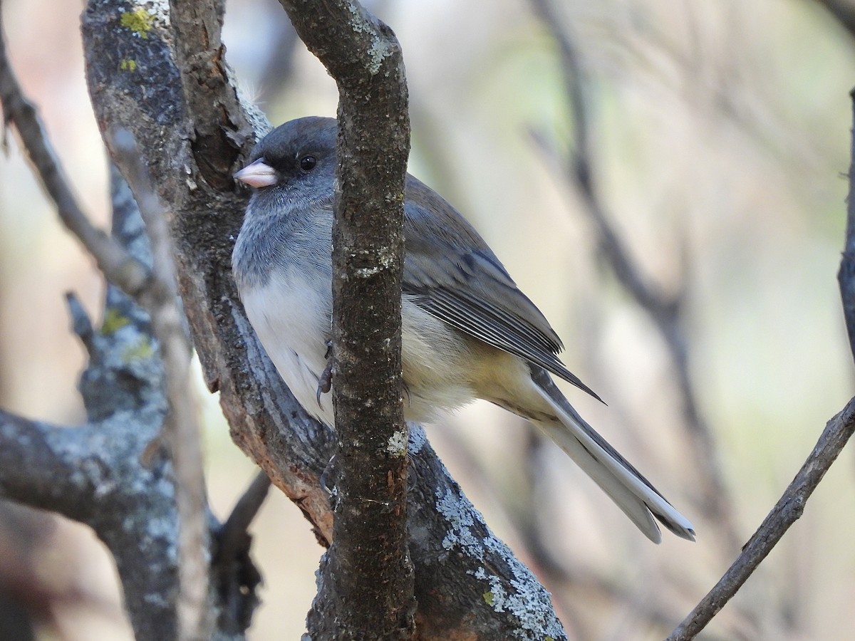 Dark-eyed Junco - ML624853374