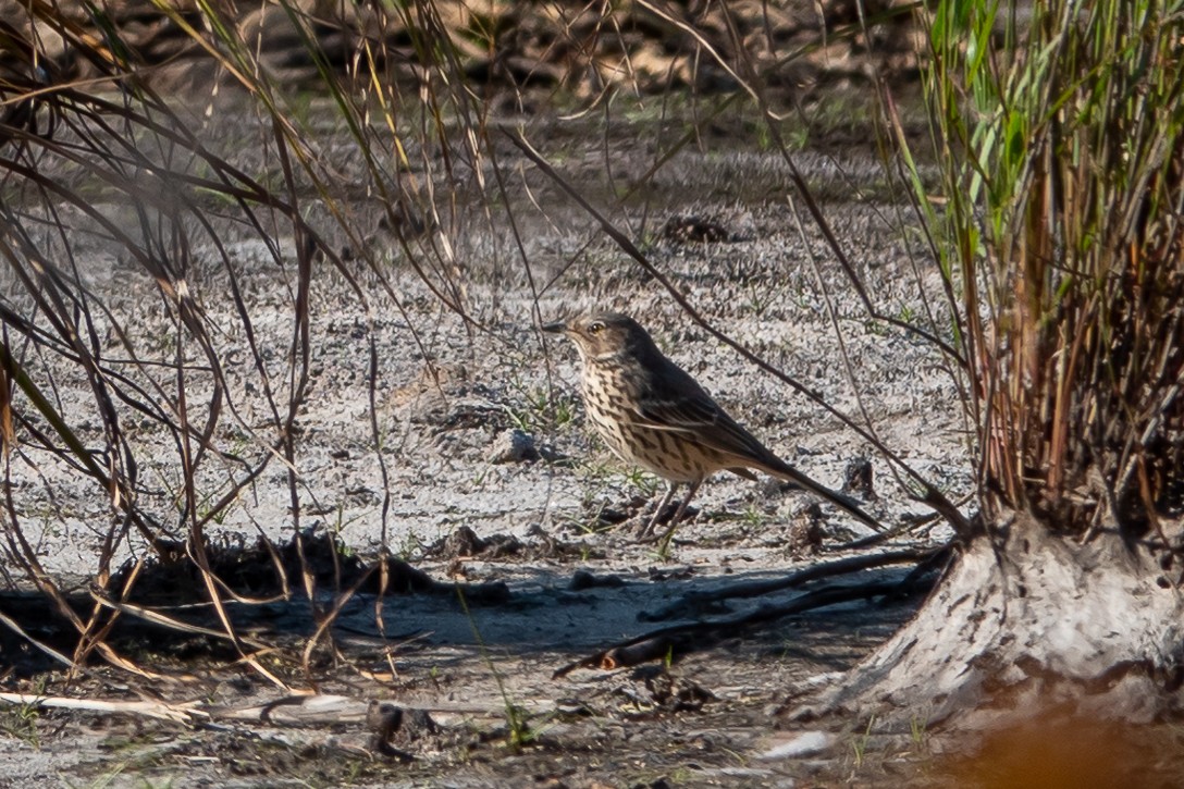 Sage Thrasher - ML624853375